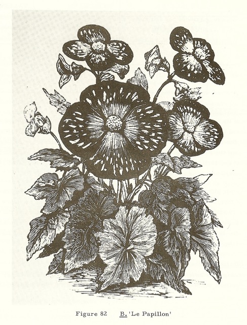 B. ‘Le Papillon’